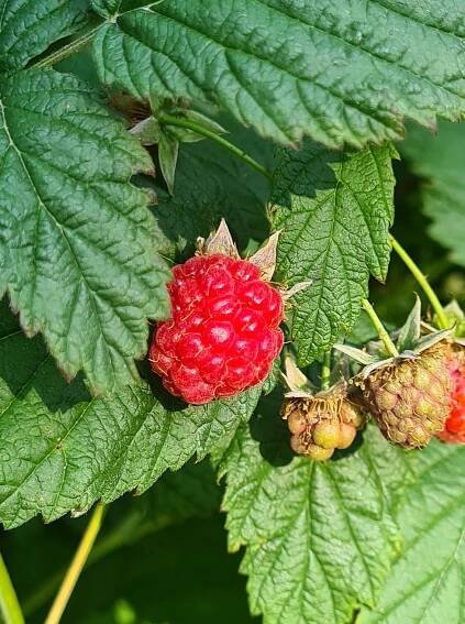Raspberry on bush