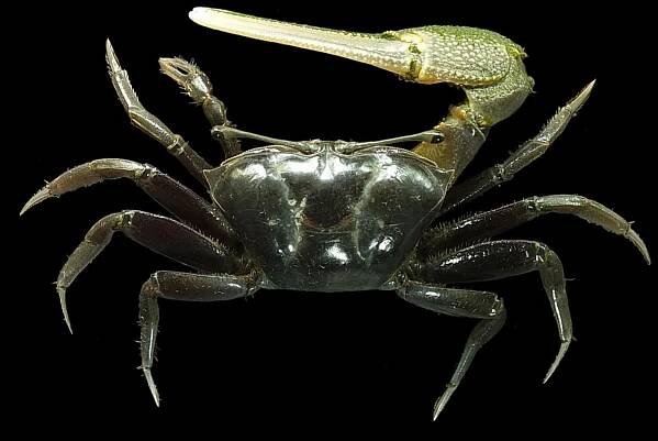 Crab Database · Krabi