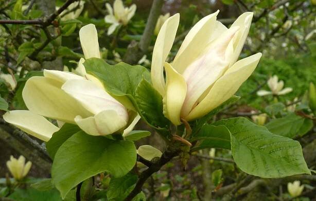 Magnolia Cultivars T 'Tranquility'