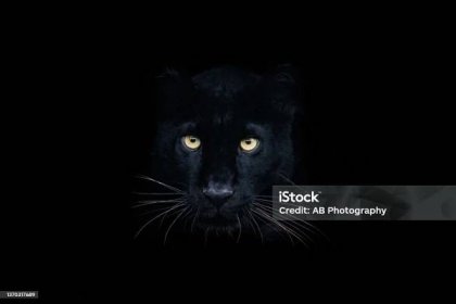 Černý panter s černým pozadím - Bez autorských poplatků Levhart skvrnitý Stock fotka