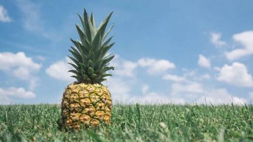 Beran je jako ananas, Váhy jako švestka: Podívejte se, jaké ovoce vás vystihuje podle horoskopu – Lifee.cz