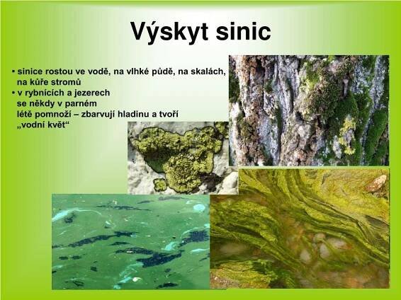 PPT - JEDNOBUNĚČNÉ ORGANISMY s nepravým buněčným jádrem SINICE ...