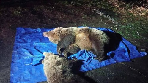 Slovenští ochranáři museli utratit dva medvědy! Mláďata prchla do lesa