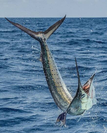 Los Suenos Triple Crown | Sportfishing Boats | AH360