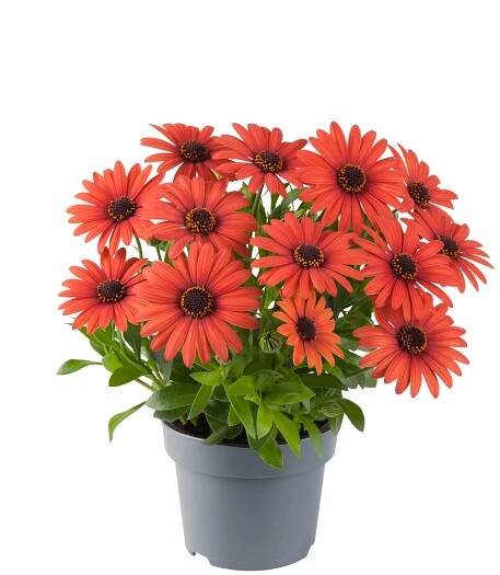 Osteospermum Ecklonis Dalina® Compact Orange Brique