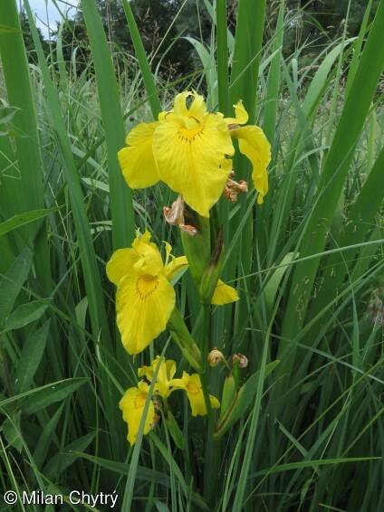 Iris pseudacorus – kosatec žlutý