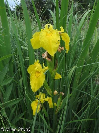 fotografie Iris pseudacorus (kosatec žlutý)