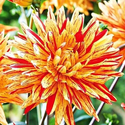Jiřinka Striped Vulcan - Dahlia - hlízy jiřinky - 1 ks