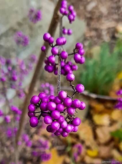 Krásnoplodka (Callicarpa)