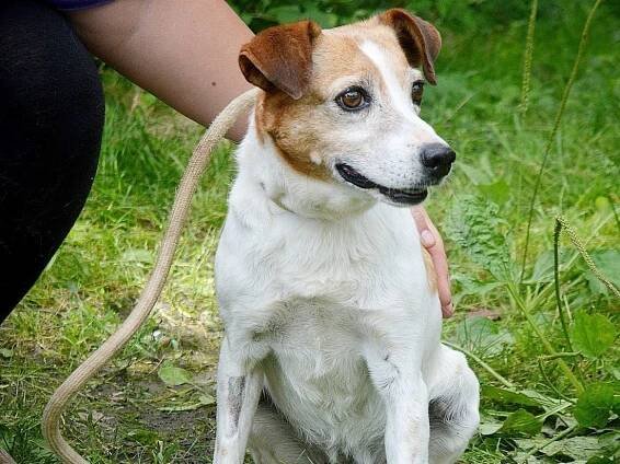 Psi k adopci z útulků, azylů a neziskových organizací