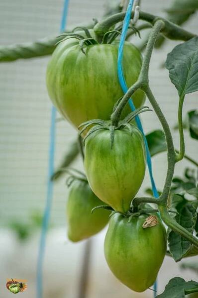 Seedling Follow-up 2017 | Tomatofifou