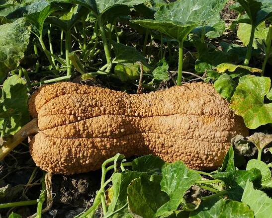 Zucca Violina