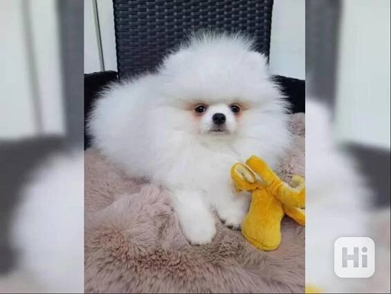 Prodám Pomeraniana