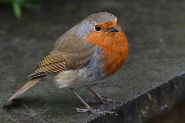 PHOTOS - British Isles 2019 - Cheepers! Birding on a Budget LLC