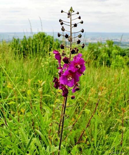 Divizna brunátná (Verbascum phoeniceum), květy, květenství