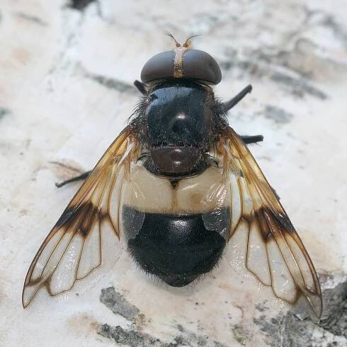 Muscomorpha