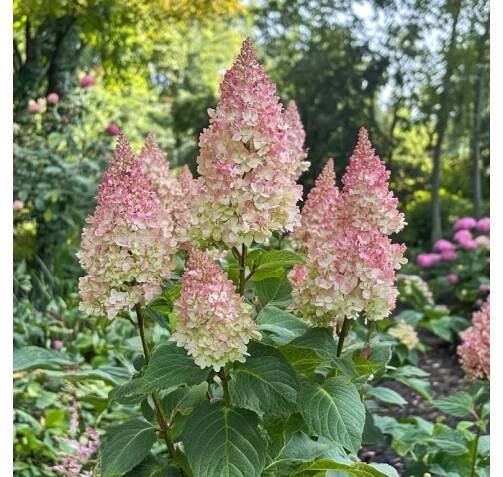 Hortenzie latnatá 'Fraise Melba'® (Hydrangea paniculata 'Fraise Melba'®)