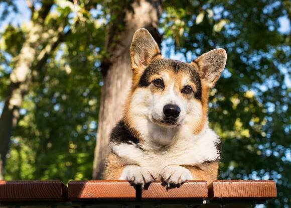 dog, corgi, senior corgi, lying down