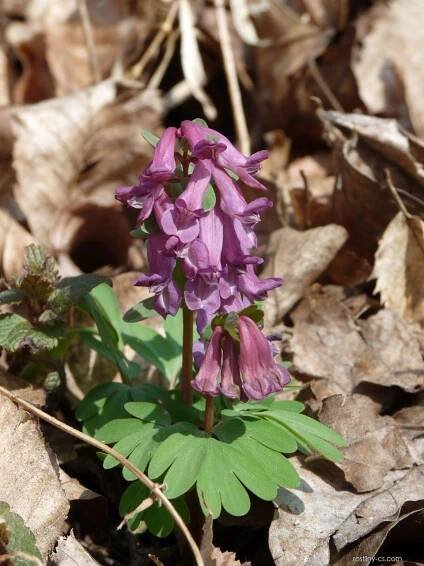 Dymnivka dutá (Corydalis cava)