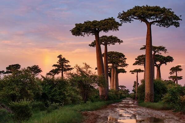 As I watched the sun set over western Madagascar’s iconic “Alley of the Baobabs,” the fading light casting warm shadows on the rain-soaked earth, I felt both a deep sense of serenity and melancholy. Scientists estimate that over 200 million people worldwide will be displaced by 2050 due to climate change, and the island nation has already endured its fair share of climate-related disasters. People like the Betsimisaraka community that has settled in the shade of this ancestral grove are weathering the tempest of a rapidly warming world. As we are forced to redraw maps and brace against shifting weather patterns, it has become more crucial than ever to take strength from the beauty of our living planet
