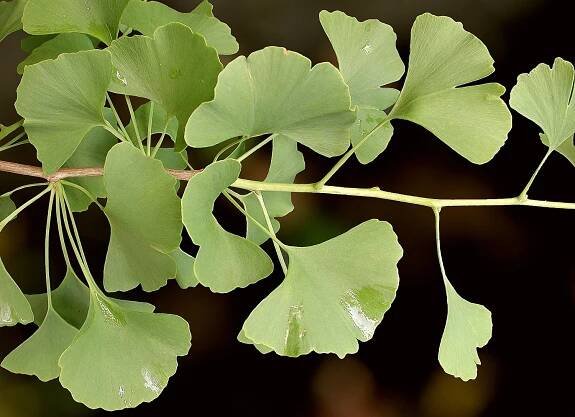 Heilpflanzen: Ginkgo, Ginkgobaum - Ginkgo biloba
