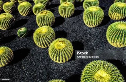 hromada Echinocactus grusonii, kaktus typický pro země jižní polokoule - Bez autorských poplatků Lanzarote Stock fotka