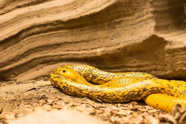 V safari parku se vylíhla první kobra kapská. Na první krmení počká zhruba týden od opuštění vajíčka : Safari park