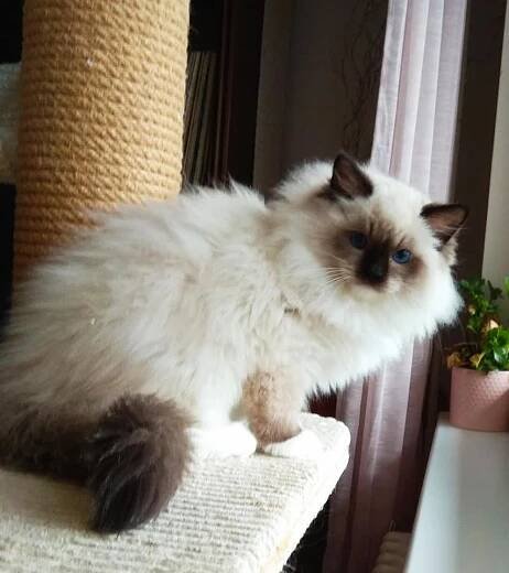 Nerissa Jantario Wittek*CZ – Mishi, CZ – chovatelská stanice koček plemene RAGDOLL
