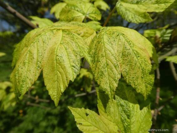 Javor klen Aureo-variegatum - větévka s listy (Acer pseudoplatanus), listy