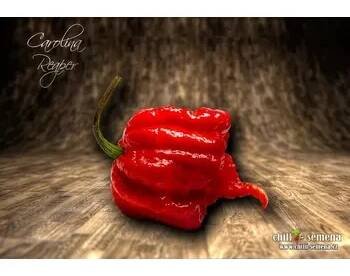 Semeno chilli-semena Carolina Reaper HP22B