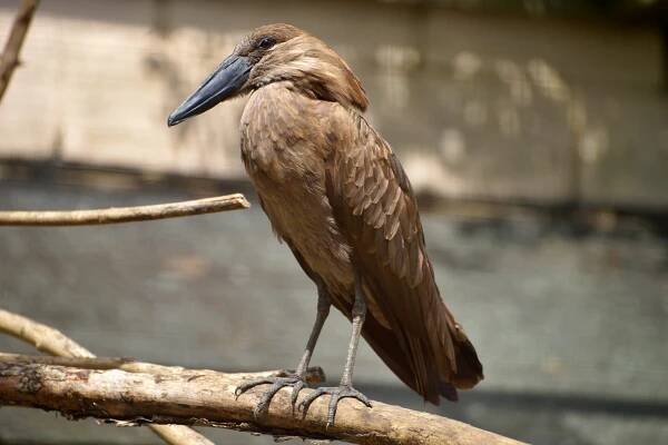 Birdland Park and Gardens - Bourton on the Water