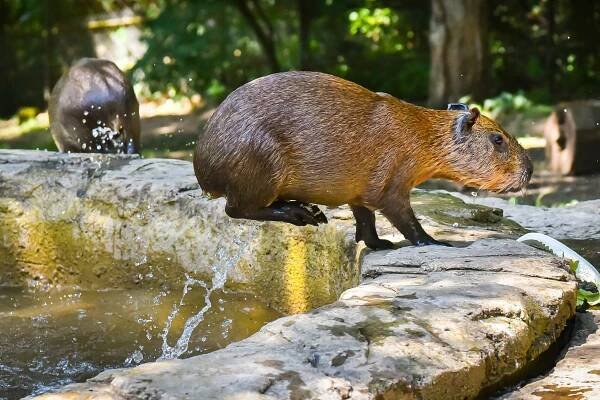 Zoo Zlín ve víru novinek. Něco, co jste třeba ještě nezažili | iportaL24.cz