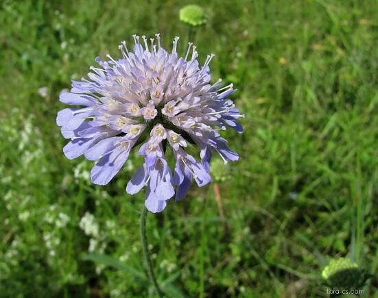 Chrastavec rolní (Knautia arvensis), květy, květenství