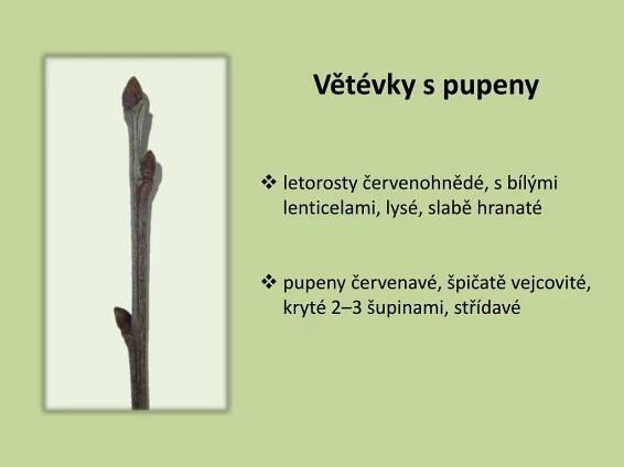 PPT - M1: LESNICKÁ BOTANIKA ČELEĎ: BUKOVITÉ III. PowerPoint Presentation - ID:6608518