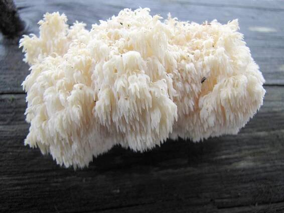 Hericium coralloides - korálovec bukový