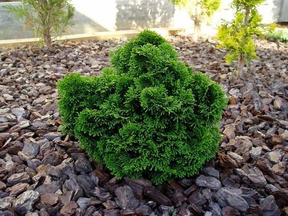 Transplantace cypřiše
