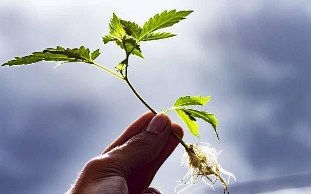 How to clone cannabis plants