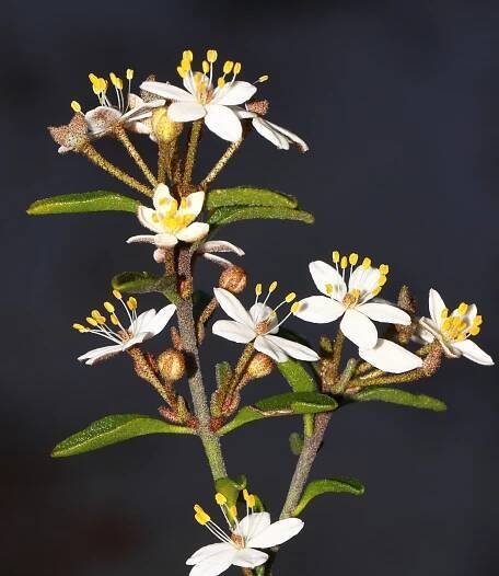 Asterolasia drummondii