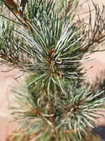 Borovica málokvetá Blue Giant (Modrý obor) | Pinus parviflora Blue Giant - Záhradníctvo ABIES