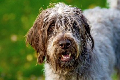 Profile shot of wirehaired pointer griffon with grass in background