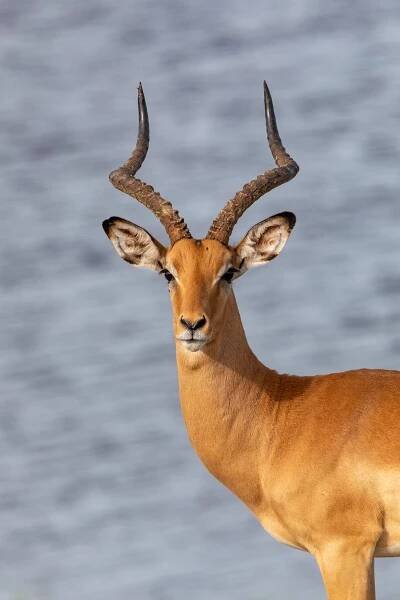 Namibia Birding Tours - Botswana Birding - Birdquest
