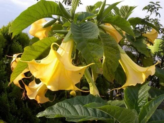 Jak voní Brugmansia?