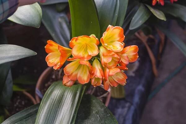 Colorado Clivia plant number 2614D.  Clivia miniata, Hattori Tri-Color.