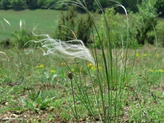 Kavyl Ivanův (Stipa pennata)