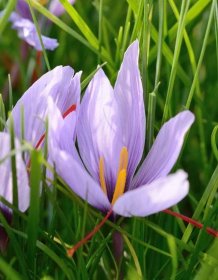 Krokus (Safran)  Crocus sativus (Safran-Krokus), BIO