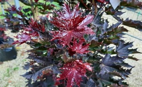 Acer platanoides 'Crimson Sentry'