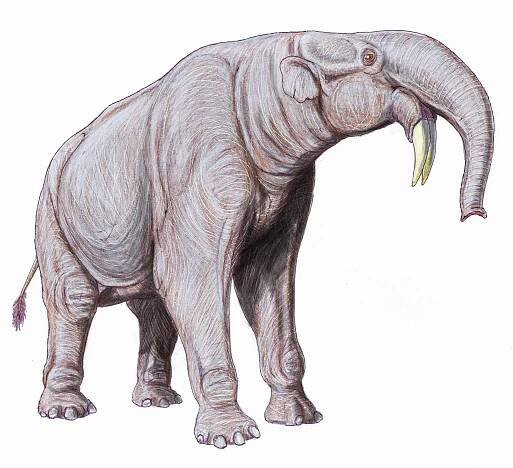 Vertebrata