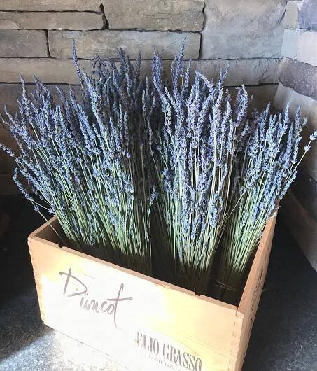 Vista Farms - Lavender - Eggs - Beef — Vista Farms - Lavender Farm 