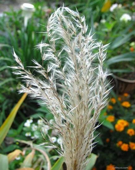 Ozdobnice čínská (Miscanthus sinensis)