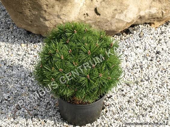 Pinus mugo ‚Mops‘ – Borovice kleč